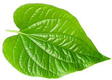 Feuille de bétel