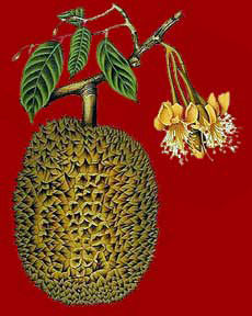 Durian